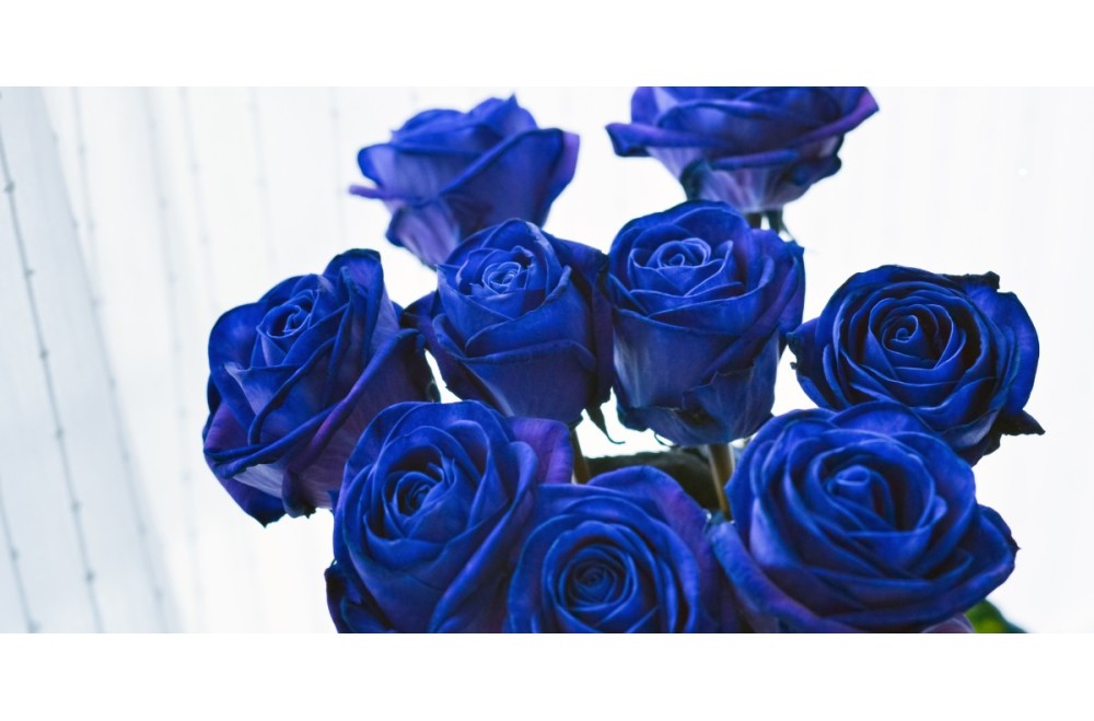 Blauwe Rozen: Het Pinnacle van Luxe in Bloemengeschenken